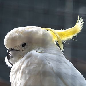 Eleonora cockatoo (Cacatua galerita eleonora), 2021-06-15