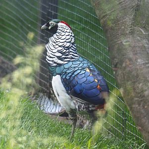 Lady Amherst's pheasant rooster (Chrysolophus amherstiae), 2021-06-15
