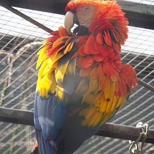 Scarlet macaw (Ara macao), 2021-06-15