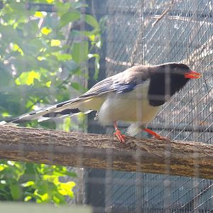 Red-billed blue magpie (Urocissa erythroryncha), 2021-06-15