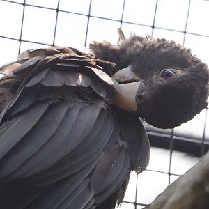 Greater Vasa parrot  (Coracopsis vasa), 2021-06-15