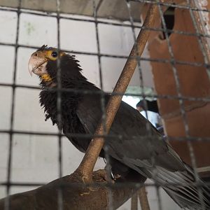 Greater Vasa parrot  (Coracopsis vasa), 2021-06-15