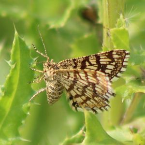 Latticed heath - Chiasmia clathrata