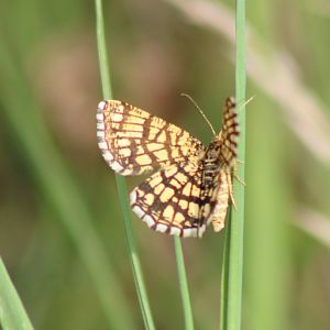 Latticed heath - Chiasmia clathrata
