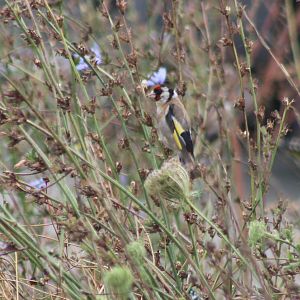 European goldfinch