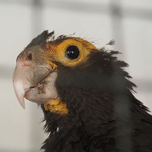 Greater Vasa parrot  (Coracopsis vasa), 2021-06-15