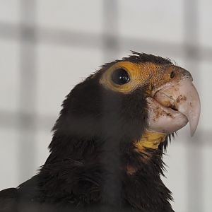Greater Vasa parrot  (Coracopsis vasa), 2021-06-15