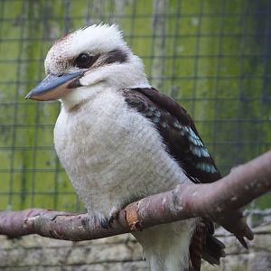 Laughing kookaburra (Dacelo novaeguineae), 2021-06-15