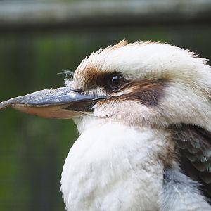 Laughing kookaburra (Dacelo novaeguineae), 2021-06-15