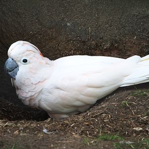 Hallo the Moluccan cockatoo digging (Cacatua moluccensis), 2021-06-15
