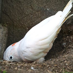 Hallo the Moluccan cockatoo digging (Cacatua moluccensis), 2021-06-15