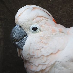 Hallo the Moluccan cockatoo (Cacatua moluccensis), 2021-06-15