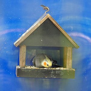 Feeding station for cockatiels (Nymphicus hollandicus), 2021-06-15