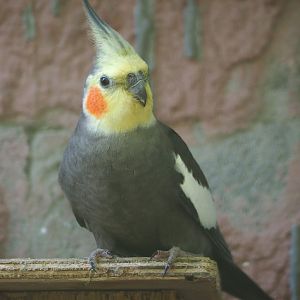 Cockatiel (Nymphicus hollandicus), 2021-06-15