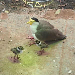 Masked lapwing with chicks (Vanellus miles miles), 2021-06-15
