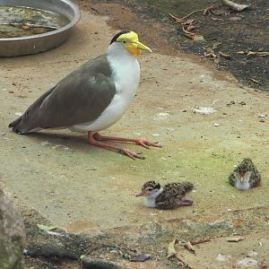 Masked lapwing with chicks (Vanellus miles miles), 2021-06-15