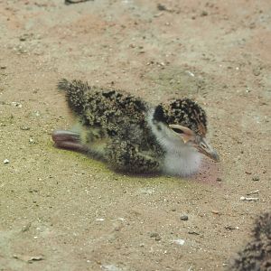 Masked lapwing chick (Vanellus miles miles), 2021-06-15