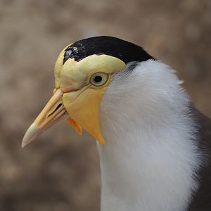 Masked lapwing (Vanellus miles miles), 2021-06-15
