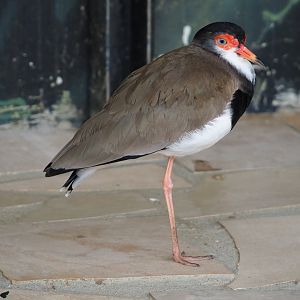 Hybrid lapwing - Masked lapwing X Southern lapwing (Vanellus miles miles X V. chilensis), 2021-06-15