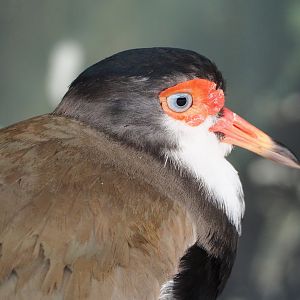 Hybrid lapwing - Masked lapwing X Southern lapwing (Vanellus miles miles X V. chilensis), 2021-06-15