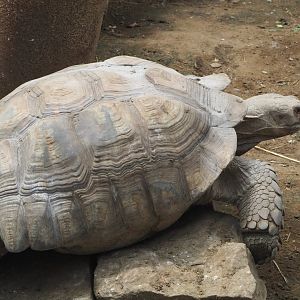 African spurred tortoise (Centrochelys sulcata), 2021-06-15