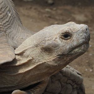 African spurred tortoise (Centrochelys sulcata), 2021-06-15