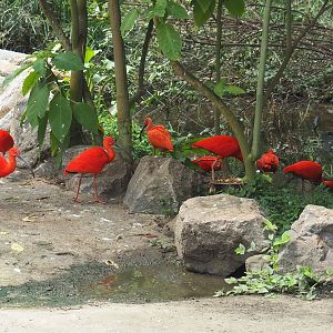 Free-ranging Scarlet ibis (Eudocimus ruber) flock in the tropical hall, 2021-06-15