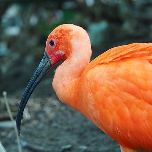 Scarlet ibis (Eudocimus ruber), 2021-06-15