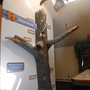 Adaptations exhibit (Trailhead Gallery)