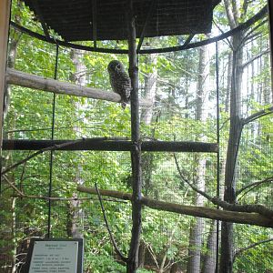 Barred Owl aviary (viewed from Trailhead Gallery)