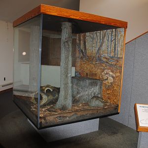 White-footed Mice terrarium (Trailhead Gallery)