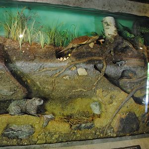 Life Underground - diorama