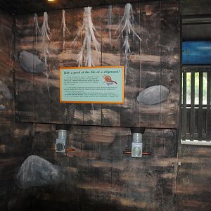 Life Underground - peek inside chipmunk's burrow