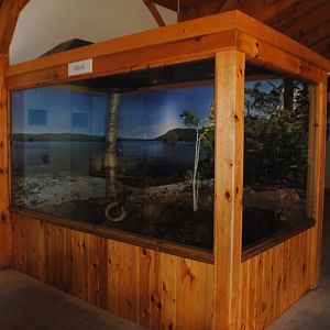 Mink exhibit (Water Matters pavilion)