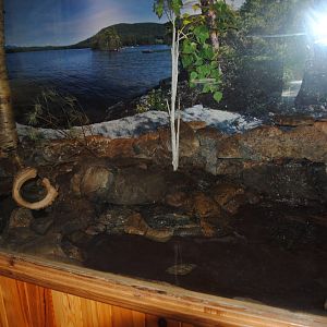 Mink exhibit (Water Matters pavilion)