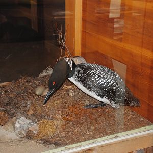 Loon taxidermy (Water Matters pavilion)