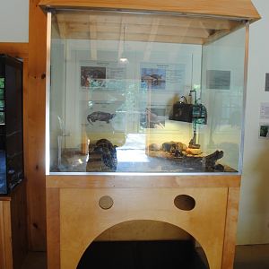 Turtle terrarium (Water Matters pavilion)