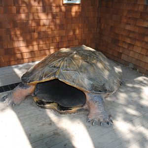 Snapping Turtle photo-prop (outside of Water Matters pavilion)