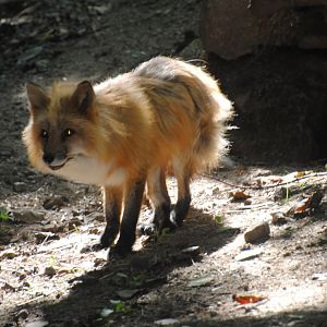Red Fox