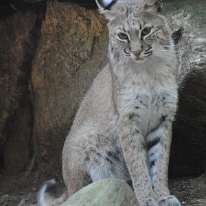 Bobcat