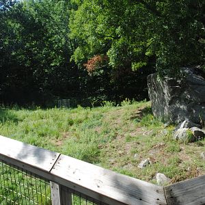 Part of White-tailed Deer exhibit