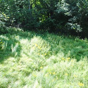 Part of White-tailed Deer exhibit