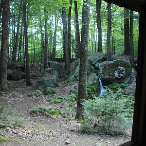 Part of Black Bear exhibit