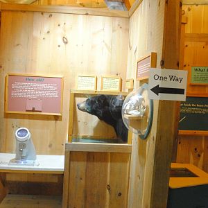 Black Bear interpretive materials