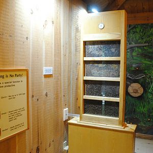 Beehive (inside Black Bear viewing shelter)