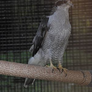 Northern Goshawk