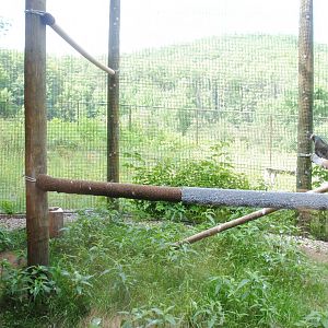 Turkey Vultures exhibit