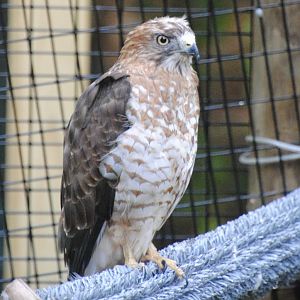 Broad-winged Hawk