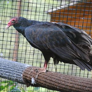 Turkey Vulture