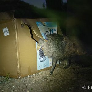 javelina in a box
